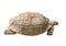 Tortoise Isolated on White