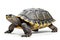 Tortoise isolated on white background,  Side view
