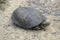 The tortoise lies on bare soil. Ordinary river tortoise of temperate latitudes. The tortoise is an ancient reptile.