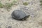 The tortoise lies on bare soil. Ordinary river tortoise of temperate latitudes. The tortoise is an ancient reptile.