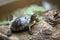 The tortoise lies on a log with a flower on its head, resting