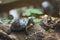 The tortoise lies on a log with a flower on its head, resting