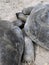 Tortoise love, Two Seychelles giant tortoises hugging each other close-up in Seychelles garden, Mahe