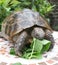 Tortoise and lunch 2