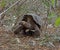 A Tortoise Moving Through The Vegetation On The Cerro Colorado Tortoise Reserve, Isla San Cristobal, Ecuador .jpg