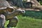 Tortoise in the Oklahoma City Zoo