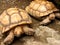 Tortoise Pair