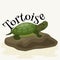 Tortoise pet for home, reptile animal