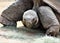 Tortoise at the Phoenix Zoo, Arizona Center for Nature Conservation, Phoenix, Arizona, United States