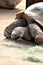 Tortoise at the Phoenix Zoo, Arizona Center for Nature Conservation, Phoenix, Arizona, United States