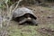 A Tortoise Poised To Move At The Cerro Colorado Tortoise Reserve, Isla San Cristobal, Ecuador