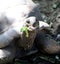 Tortoise on prison island in zanzibar