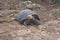 A Tortoise Reacting In The Cerro Colorado Tortoise Reserve, Isla San Cristobal, Ecuador