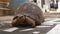 Tortoise resting on stone floor or pavement outside, closeup detail