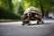 A tortoise riding on a skateboard. Strategy and performance concept