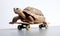 A tortoise riding on a skateboard. Strategy and performance concept