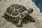 Tortoise on the sand closeup