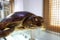 Tortoise shell specimen, adobe rgb