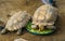 Tortoise sitting in the feeding bowl, eating vegetables, land turtle feeding and pet care
