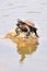 Tortoise sitting on rock