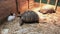 The tortoise slowly creeps toward the white rabbit while the second turtle is spinning and basking in the sun.