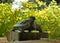 Tortoise spout in shrine, Kyoto Japan.