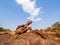 Tortoise stone at Chanadai Cliff, Pha Taem National Park, Ubon Ratchathani.