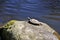 Tortoise sunbathing on a rock