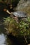 Tortoise sunbathing on the rock