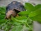 A tortoise turtle feeding on the leaf of a guava tree