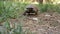 Tortoise turtle slowly moving through on green grass walking to camera