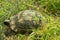 tortoise turtle slowly moving through the scene on green grass .