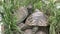 Tortoise turtle which is 400 years old in Galapagos.