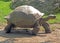 Tortoise walking