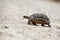 Tortoise walking