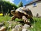 Tortoise walking on the grass in the garden, close up. Made with Generative AI