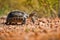 Tortoise walking on rocks South Africa