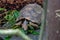 a tortoise walks over a pile of leaves, dirt and green grass