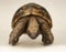 Tortoise on white background