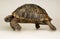 Tortoise on white background