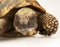 Tortoise on white background