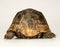 Tortoise on white background