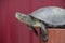 Tortoise on a wooden red stump. Ordinary river tortoise of tempe