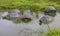 TORTOISEs BATHING IN THE GALAPAGOS