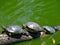 Tortoises Doing Sunbath