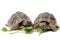 Tortoises eating