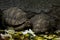 Tortoises having their meal.