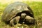 Tortoises are herbivorous animals with a diet comprising cactus, grasses, leaves and fruit, walking in the forest