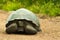 Tortoises are herbivorous animals with a diet comprising cactus, grasses, leaves, vines, and fruit, front view