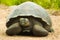 Tortoises are herbivorous animals with a diet comprising cactus, grasses, leaves, vines, and fruit, front view